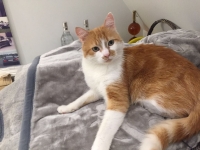Bild 0 von Kater Mierek wird seit ein paar Tagen vermisst