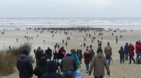 Bild 0 von Mehr als 200 Teilnehmer beim Neujahrsschwimmen auf Juist
