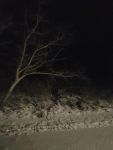 Bild 1 von Endlich fiel auf Juist mal wieder Schnee
