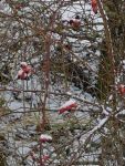Bild 9 von Endlich fiel auf Juist mal wieder Schnee