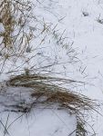 Bild 2 von Noch mehr „Juist im Schnee“