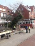Bild 0 von Baumfällung sorgte für Aufregung bei Ratssitzung