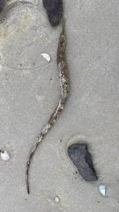 Bild 0 von Nach der Seemaus kam nun eine Seenadel an den Juister Strand
