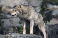 Bild 0 von Erster Wolf gelangt auf die Insel Norderney 